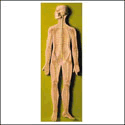 Nervous System Model
