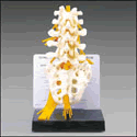 Basic Lumbar Vertebrae With Sacrum