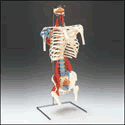 Skeletal Torso