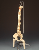 Flexible Desk-size Vertebral Column