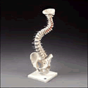 Soft Disc Vertebral Column with Stand