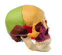 Disarticulated Colored Skull