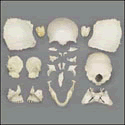 Disarticulated Female Skull