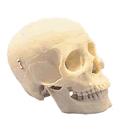 First Class Human Skull