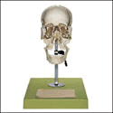 Beauchene Adult Human Skull