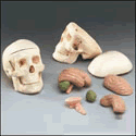 Miniature Skull with 8-Part Brain
