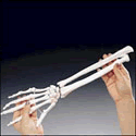 Rigid Hand Skeleton with Lower Arm, Right