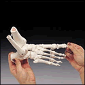 Elastic Foot Demonstration Model Right