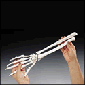 Elastic Hand Demonstration Model