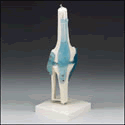 Knee Joint