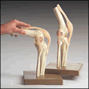 Functional Model of the Knee Joint
