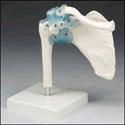 Shoulder Joint with Detachable Ligaments
