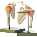 Functional Model of the Shoulder Joint
