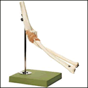 Functional Model of the Elbow Joint