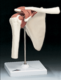Functional Shoulder Joint Model (Right)