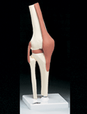 Functional Knee Joint Model (Right)