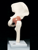 Functional Hip Joint Model (Right)