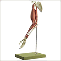 Skeletal Muscular Model of the Arm