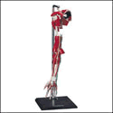 Deluxe Arm Model