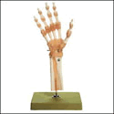 Functional Model of the Hand and Wrist