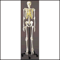 Adult Male Skeleton