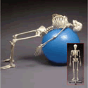 Physiotherapy Skeleton