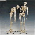 Mr. Flexible Skeleton