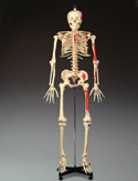 Painted Budget Bucky Skeleton
