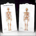 Skeleton Clipboard