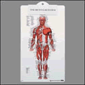 Muscular System Clipboard