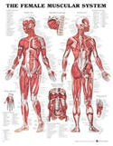 Female Muscular System Anatomical Chart Laminated