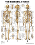 Skeletal System Anatomical Chart Laminated