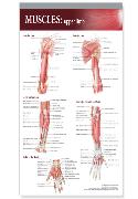 Lippincott Williams & Wilkins Atlas of Anatomy Musculature Chart: Upper Limb