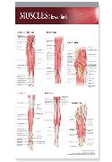 Lippincott Williams & Wilkins Atlas of Anatomy Musculature Chart: Lower Limb
