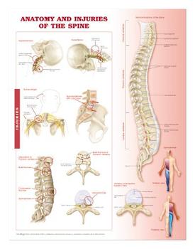 Anatomy and Injuries of the Spine Anatomical Chart Laminated