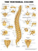 Vertebral Column Anatomical Chart Laminated