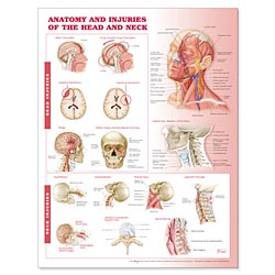 Anatomy and Injuries of the Head and Neck Anatomical Chart Laminated