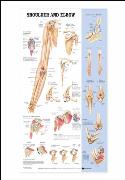 Shoulder and Elbow Anatomical Chart Laminated