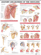 Anatomy and Injuries of the Shoulder Anatomical Chart Laminated