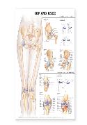 Hip and Knee Anatomical Chart Laminated