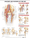 Anatomy and Injuries of the Hip Anatomical Chart Laminated