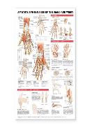 Anatomy and Injuries of the Hand and Wrist Anatomical Chart Laminated