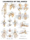 Ligaments of the Joints Anatomical Chart Laminated