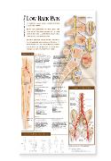 Understanding Low Back Pain Anatomical Chart Laminated