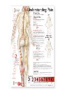 Understanding Pain Anatomical Chart Laminated