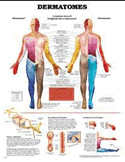 Dermatomes Anatomical Chart Laminated