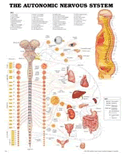 Autonomic Nervous System Anatomical Chart  Laminated