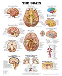 The Brain Anatomical Chart Laminated