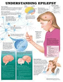 Stedman's Endocrinology Words ,