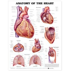Anatomy of the Heart Anatomical Chart Laminated